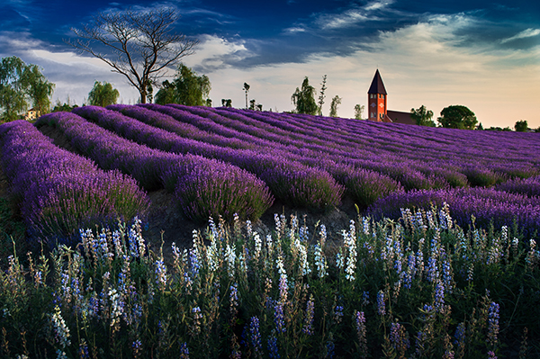 ����ʡ̩���к����������������˻���������ɫ��̬������